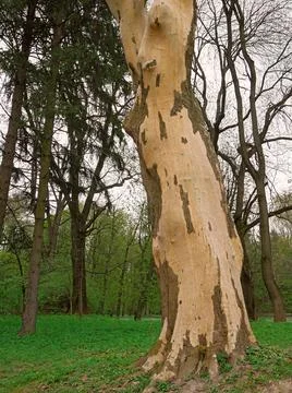 Lower part of the trunk of an old plane tree or Platanus Stock Photos