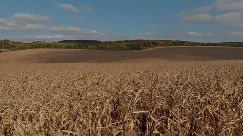 Lower perspective on corn field. harvesting, aerial photography. Stock Footage 125400395