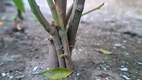 Lower Plant Stem Growing From Soil Ground Vídeo Stock 336417943
