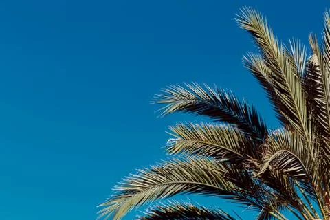 In the lower right corner of the palm branches. Stock Photos