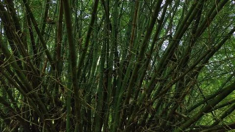 Lower Section of Bamboo Stalks in Dense Forest Stock Photos
