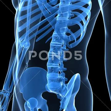 Lower spine, artwork Stock Illustration