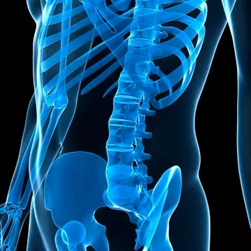 Lower spine, artwork Illustrazione stock
