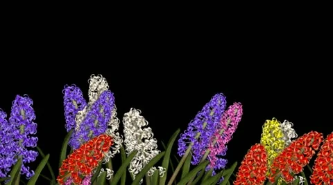 Lower Third Flowers - Hyacinth (+ ALPHA CHANNEL) Stock Footage