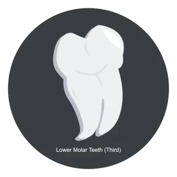 Lower Third Molar Tooth Stock Illustration