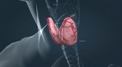 The lower two thirds of the lobes are connected by a thin band of tissue call Stock Illustration
