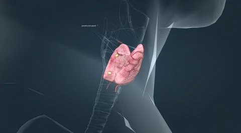 The lower two thirds of the lobes are connected by a thin band of tissue call Stock Illustration