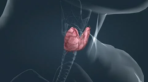 The lower two thirds of the lobes are connected by a thin band of tissue call Stock Illustration