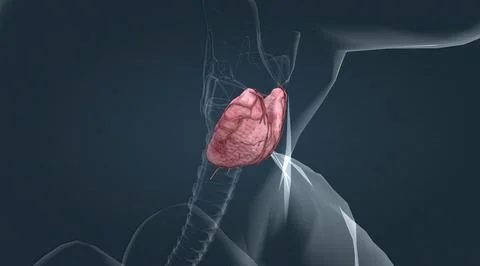 The lower two thirds of the lobes are connected by a thin band of tissue call Stock Illustration