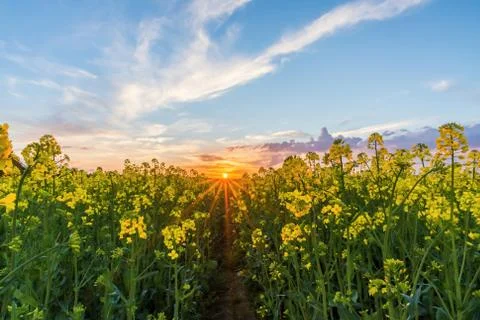 Lower view over rapeseed field with yellow blooms on sunset Stock Photos