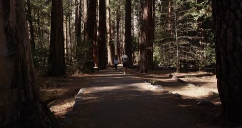 Lower Yosemite Fall Trail, Yosemite National Park, Shot with the Red Epic Camera Video stock 103449692