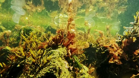 Lower yourself below the water level in the harbor Stock Footage 255555608