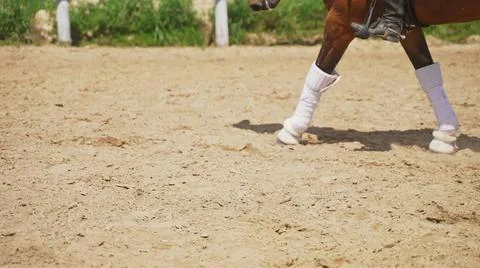 The lowered muzzle of the horse carries an unknown person on it and walks the Stock Photos