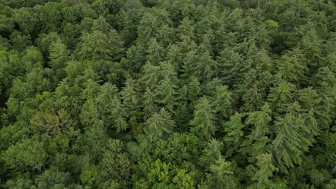 Lowering from above treetops in dense forest (looking down at conifers) Video stock 252166270