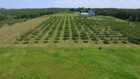 Lowering down over orchard Stock Footage 90304643