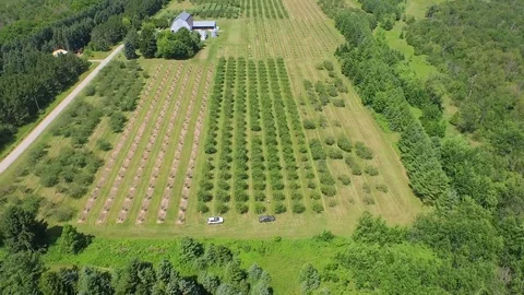 Lowering down tilting up over whole orchard Stock Footage 90256988