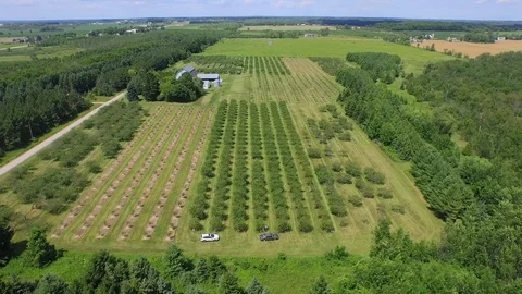 Lowering down tilting up over whole orchard Stock Footage 90256992