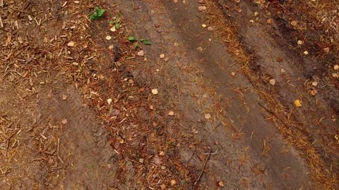 Lowering the drone to the ground in the forest. Stock Footage 143633651