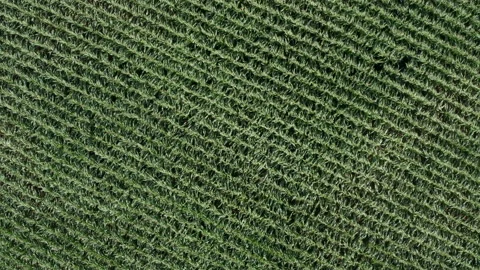 Lowering drone overhead corn rows Stock Footage 140373025