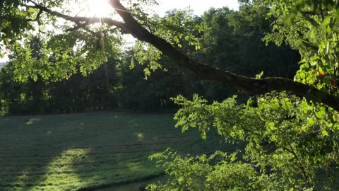 Lowering field firepit through trees at sunset Stock Footage 140374076