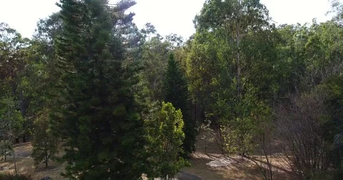 Lowering in trees with flickering sunlight Stock Footage 80900218