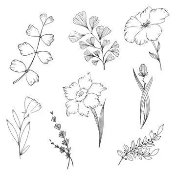 Lowers in the technique of hand drawing Stock Illustration