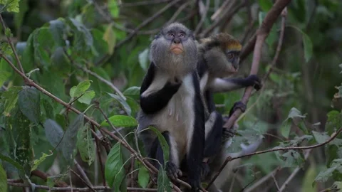 Lowe's Monkey baby fall down and climb up again in rainforest close up Stock Footage 233516989