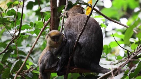 Lowe's Monkey baby hold on hard to female and suckle and move away 스톡 동영상 233516992