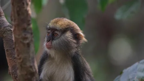 Lowe's Monkey chew food and turns head in rainforest portrait Stock Footage 232937799