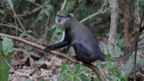 Lowe's Monkey cling to thin branch looking in rainforest floor close up Stock Footage 234036413