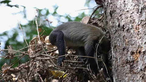 Lowe's Monkey female forage after food and eat in big leaf thicket Stock Footage 233517017