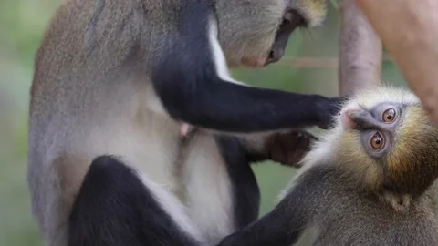 Lowe's Monkey female suckle and groom baby in rainforest portrait Video stock 232937863