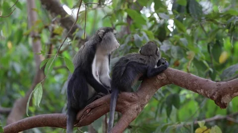 Lowe's Monkey female suckle older juvenile on branch in rainforest close up 스톡 동영상 232937869
