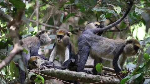 Lowe's Monkey group with babies grooming on branch in rainforest tree close up Stock Footage 232938012