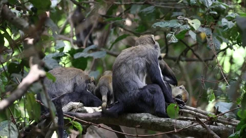 Lowe's Monkey group with baby move and groom in rainforest close up Stock Footage 233517112
