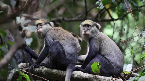 Lowe's Monkey group with baby in rainforest tree close up Stock Footage 234036482