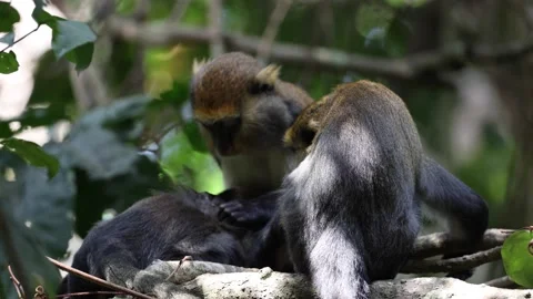 Lowe's Monkey group groom on branch in rainforest tree close up 스톡 동영상 232937930