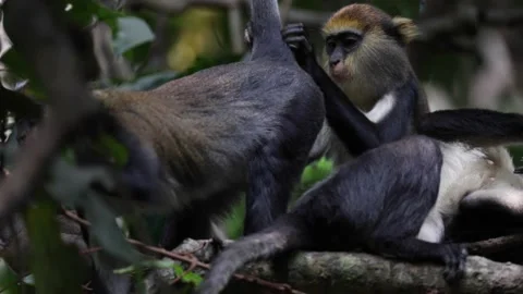 Lowe's Monkey group grooming on branch in rainforest tree close up 스톡 동영상 232937956