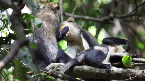 Lowe's Monkey group grooming head and eat what is found in rainforest close Video stock 233517076