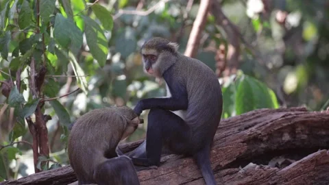 Lowe's Monkey group move on big tree trunk in rainforest close up Stock Footage 232937981