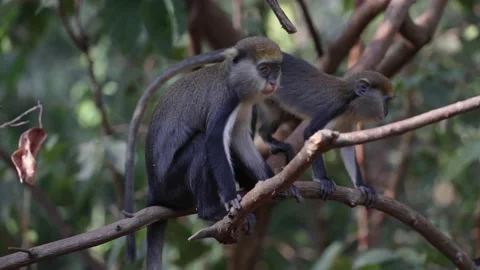 Lowe's Monkey group move move and climb in rainforest close up Video stock 232937955
