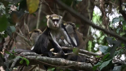 Lowe's Monkey group move in rainforest undergrowth close up Stock Footage 233517092