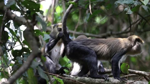 Lowe's Monkey group taking turns grooming each other on branch in rainforest 스톡 동영상 232937984