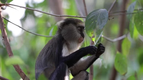 Lowe's Monkey investigate big green leaf and lick it in rainforest close up Video stock 234036491