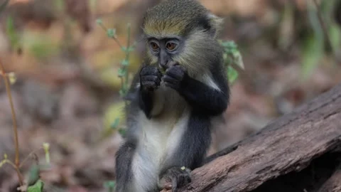 Lowe's Monkey juvenile feed on log and walk away in rainforest portrait Stock Footage 234036493