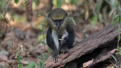 Lowe's Monkey juvenile feeding sitting on a tree log in rainforest close up Video stock 232938045