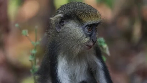 Lowe's Monkey juvenile sit and feed in rainforest portrait Stock Footage 233517145