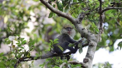 Lowe's Monkey juvenile sit in rainforest tree eating and jump away close up Stock Footage 232938071