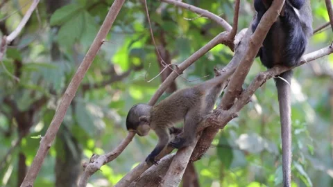 Lowe's Monkey juvenile slid when climbing and climb up to mother Stock Footage 233517174