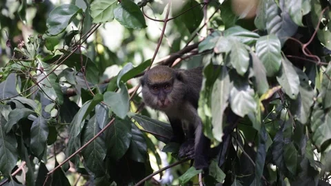 Lowe's Monkey look out from behind leaves in rainforest close up Stock Footage 233517172